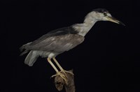 藏品(夜鷺)的圖片